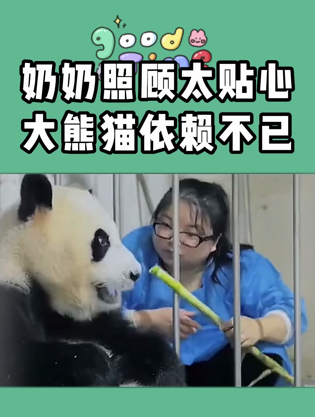 奶奶照顾的多贴心,才能让大熊猫这样依赖啊