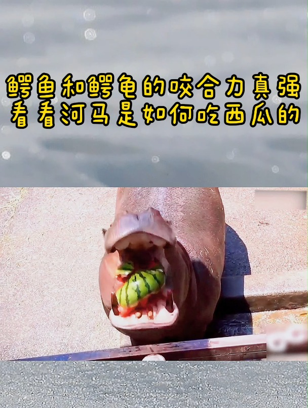 鳄鱼和鳄龟的咬合力真强,看看河马是如何吃西瓜的