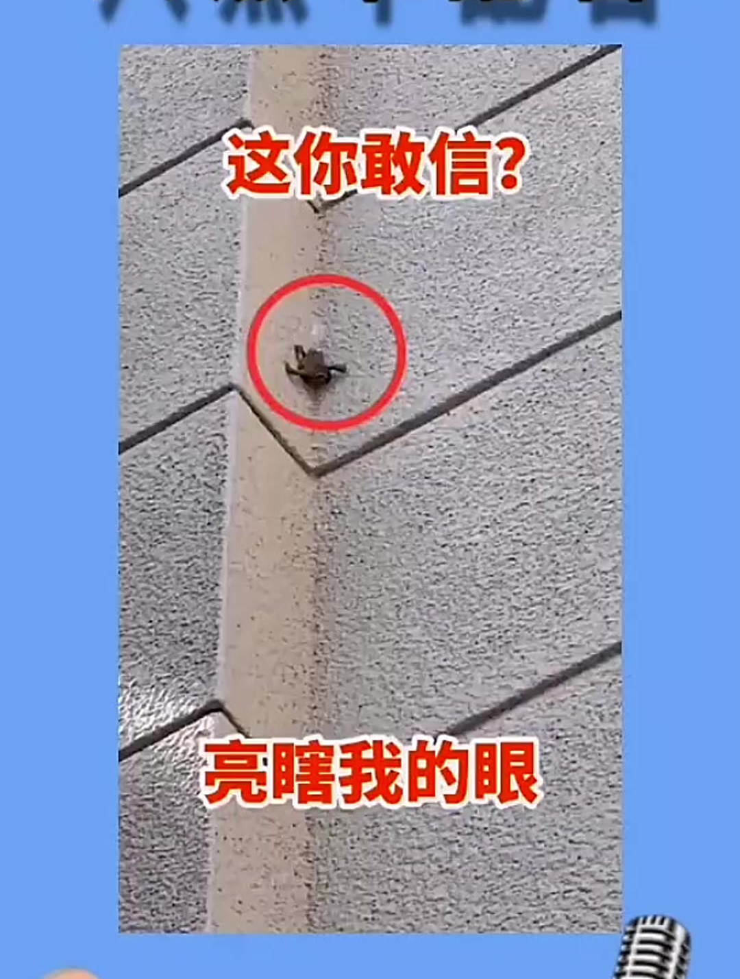 癞蛤蟆:这天鹅肉我吃定了