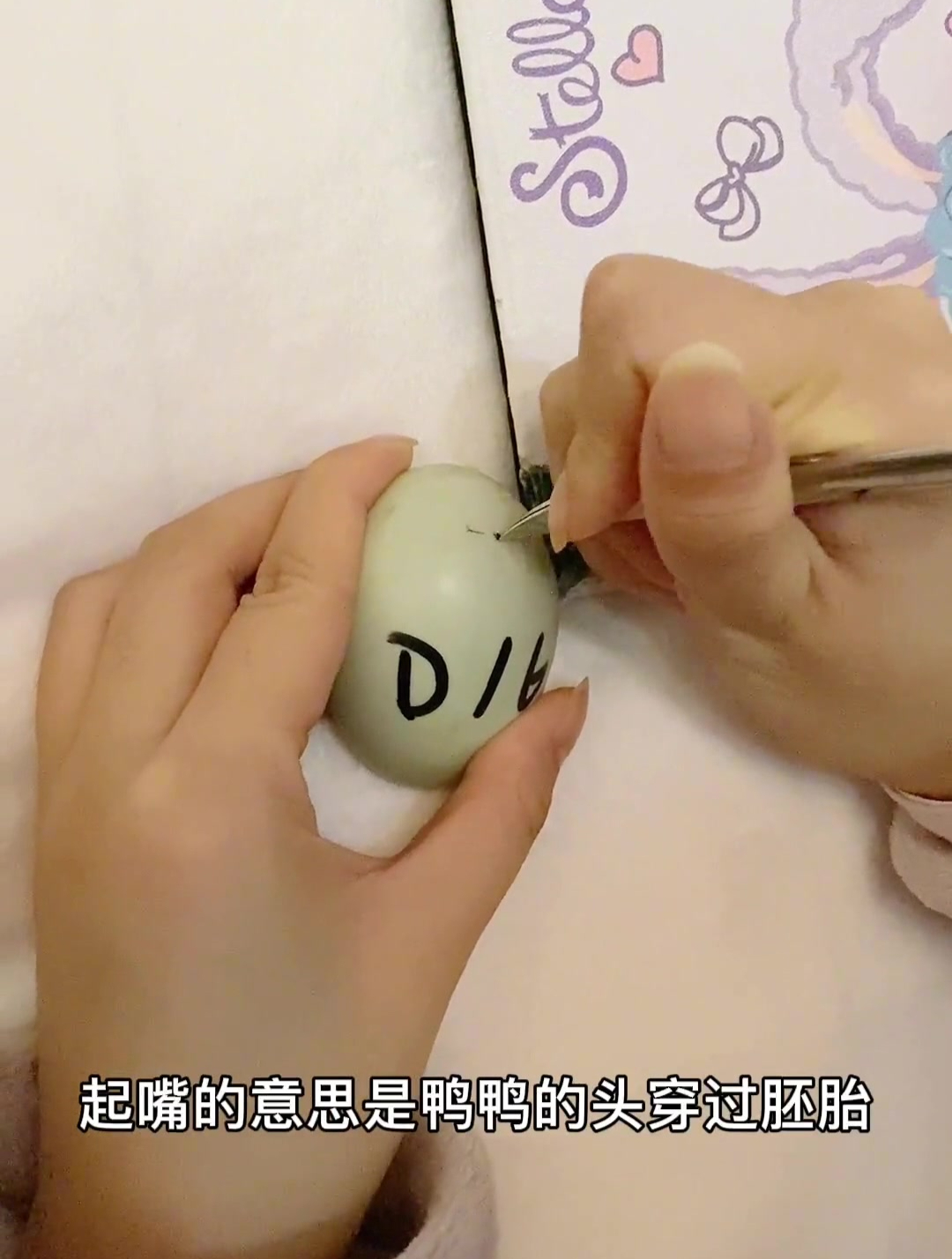 我孵的柯尔鸭出生啦 大家说给他取个什么名字好呢
