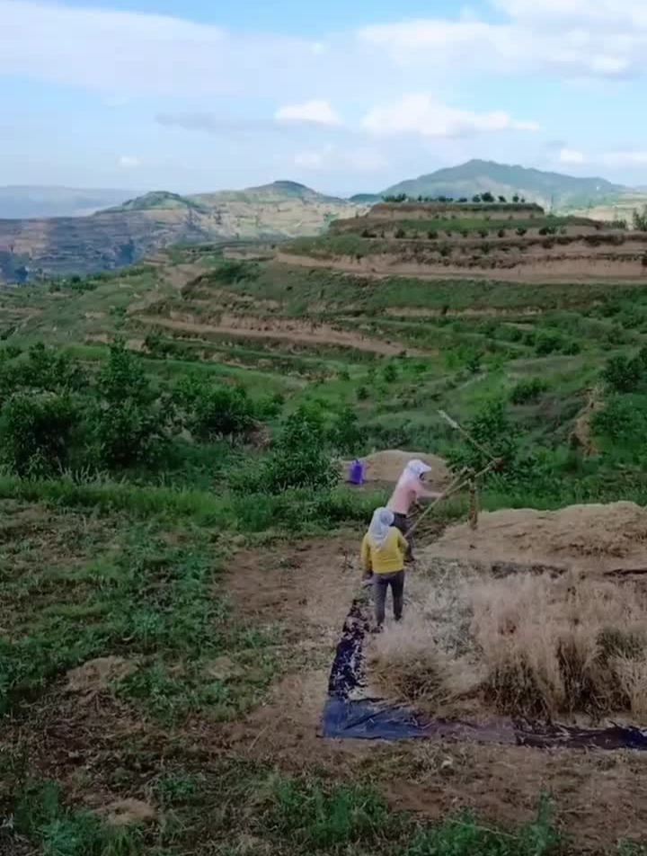 连枷打菜籽,你打过吗