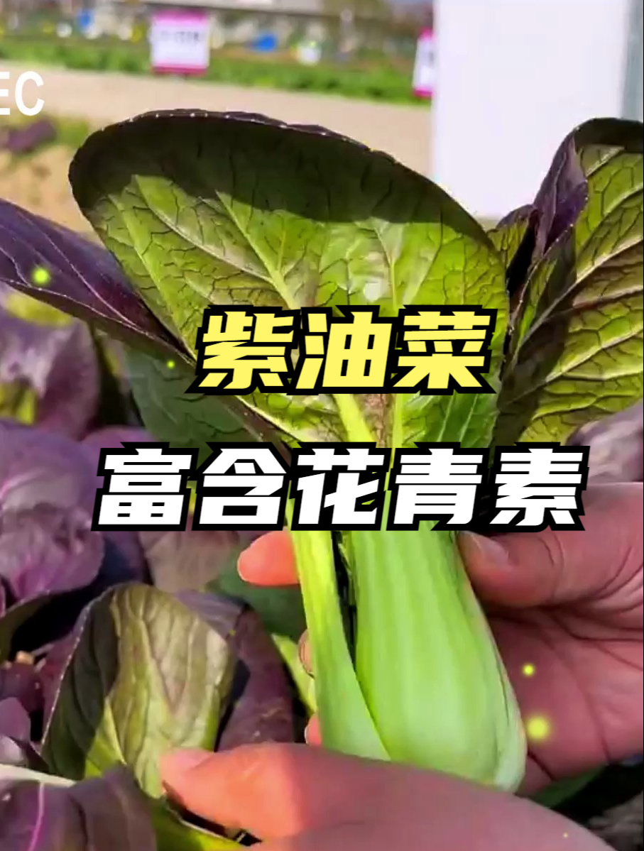 阳台上别少了紫油菜,种1次收3茬,口感脆嫩无虫害,营养价值高!