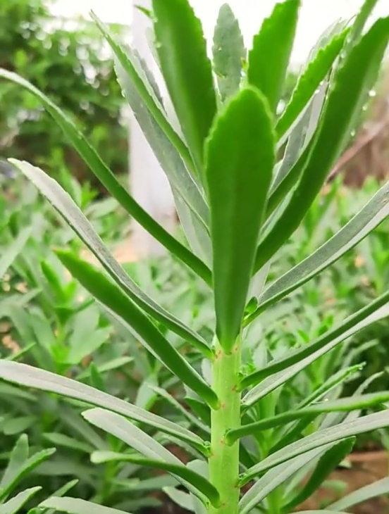 一种古老的野菜“养心菜”,营养价值高,种一次吃多年!