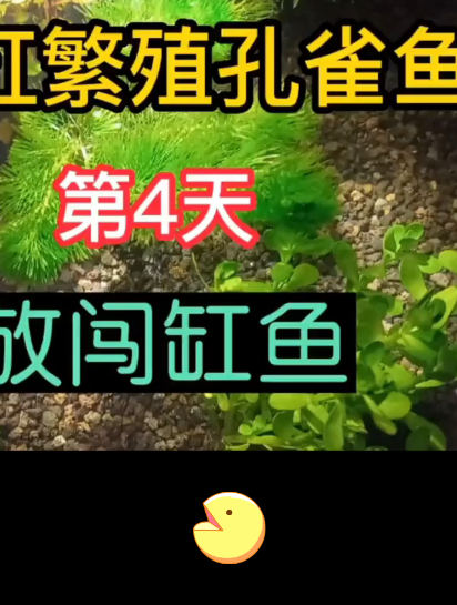 瓦缸繁殖孔雀鱼的第四天来了,今天放入斑马鱼闯缸,快来欣赏吧!