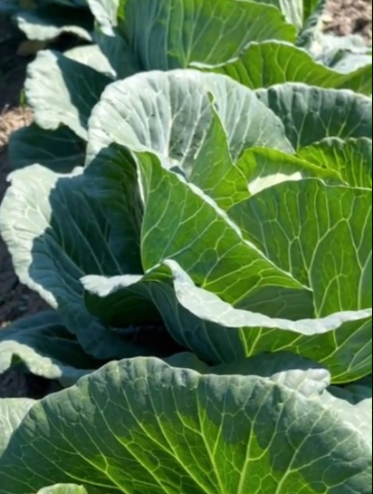 甘蓝菜又叫大头包菜,最佳种植时间在春季,赶紧种植起来吧!