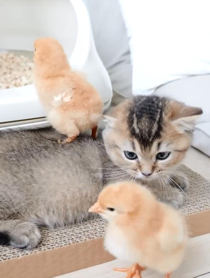 小猫咪认识了新朋友,两只可爱的小黄鸡,第一天相处就非常和谐