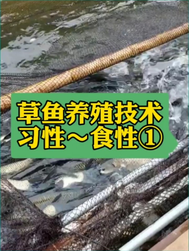 养了这么多年的草鱼,你对草鱼的了解有多少?水产养殖