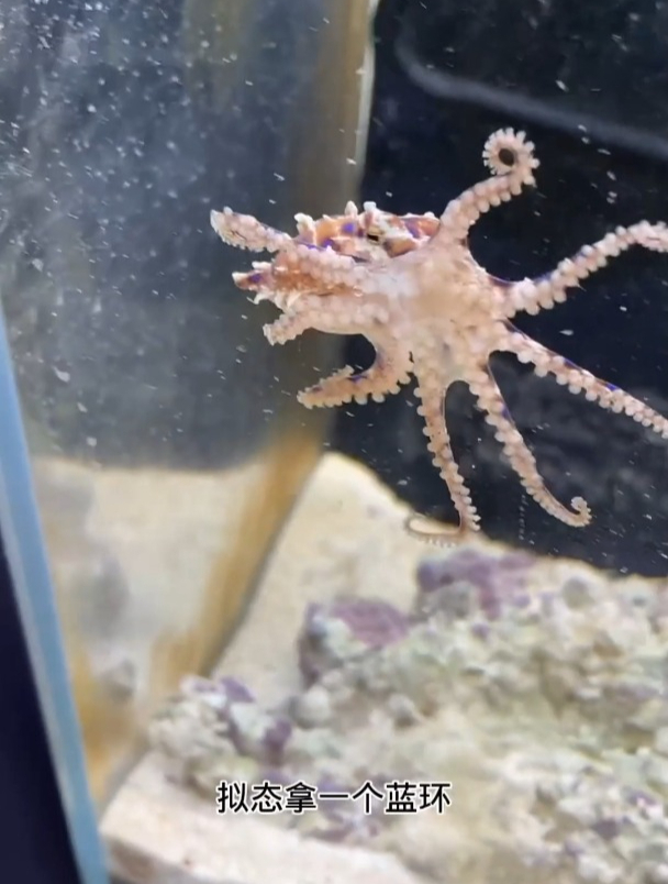 我有点担心蓝环章鱼的安危