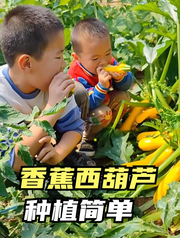绿皮西葫芦常见,黄皮西葫芦见过吗?外国进口品种,种植更省事