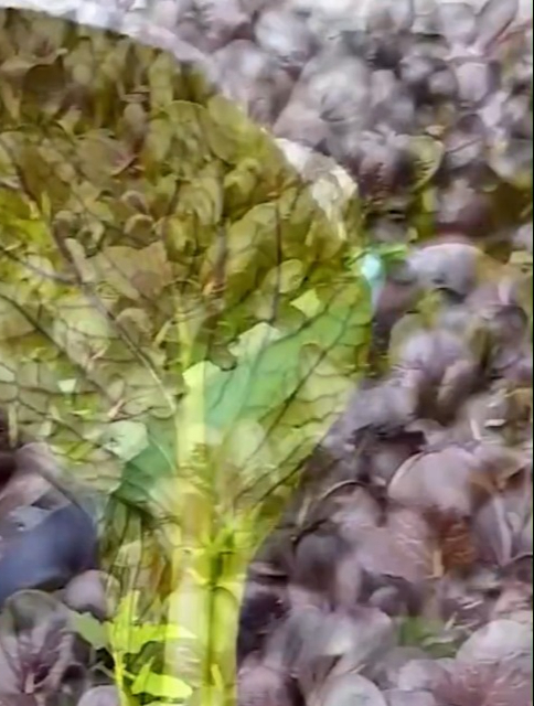 高温就种紫油菜,天气越热长得越好,大人小孩都爱吃!