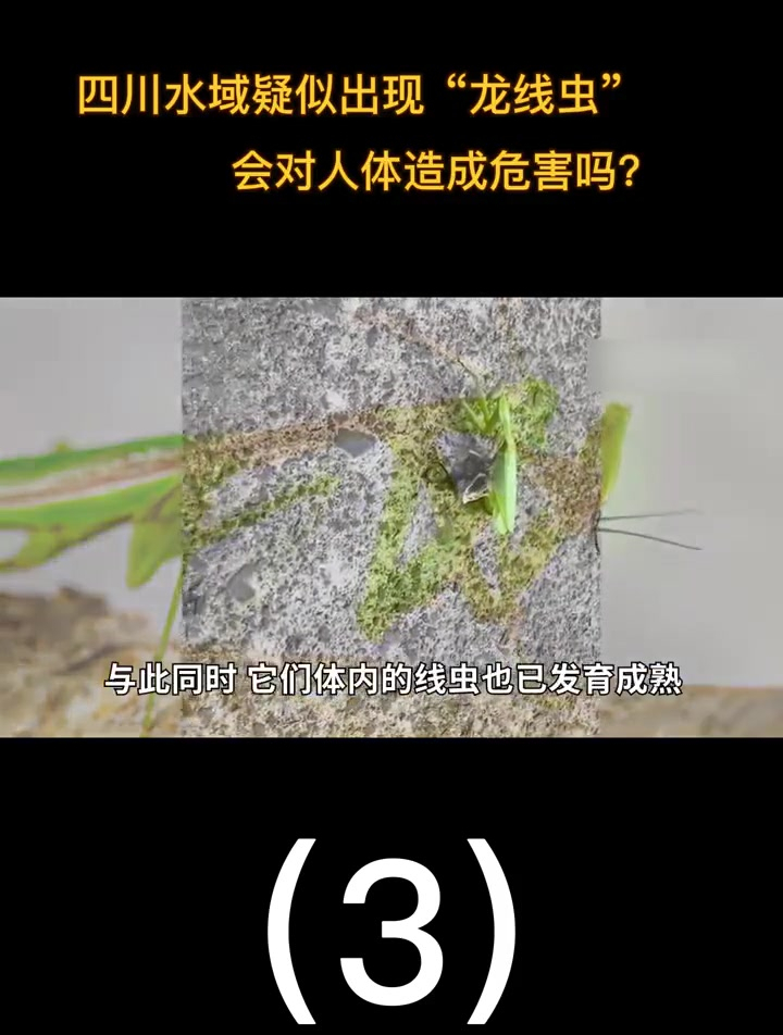 四川疑似出现“龙线虫”,体长超10厘米,会对人体造成危害吗 (3)