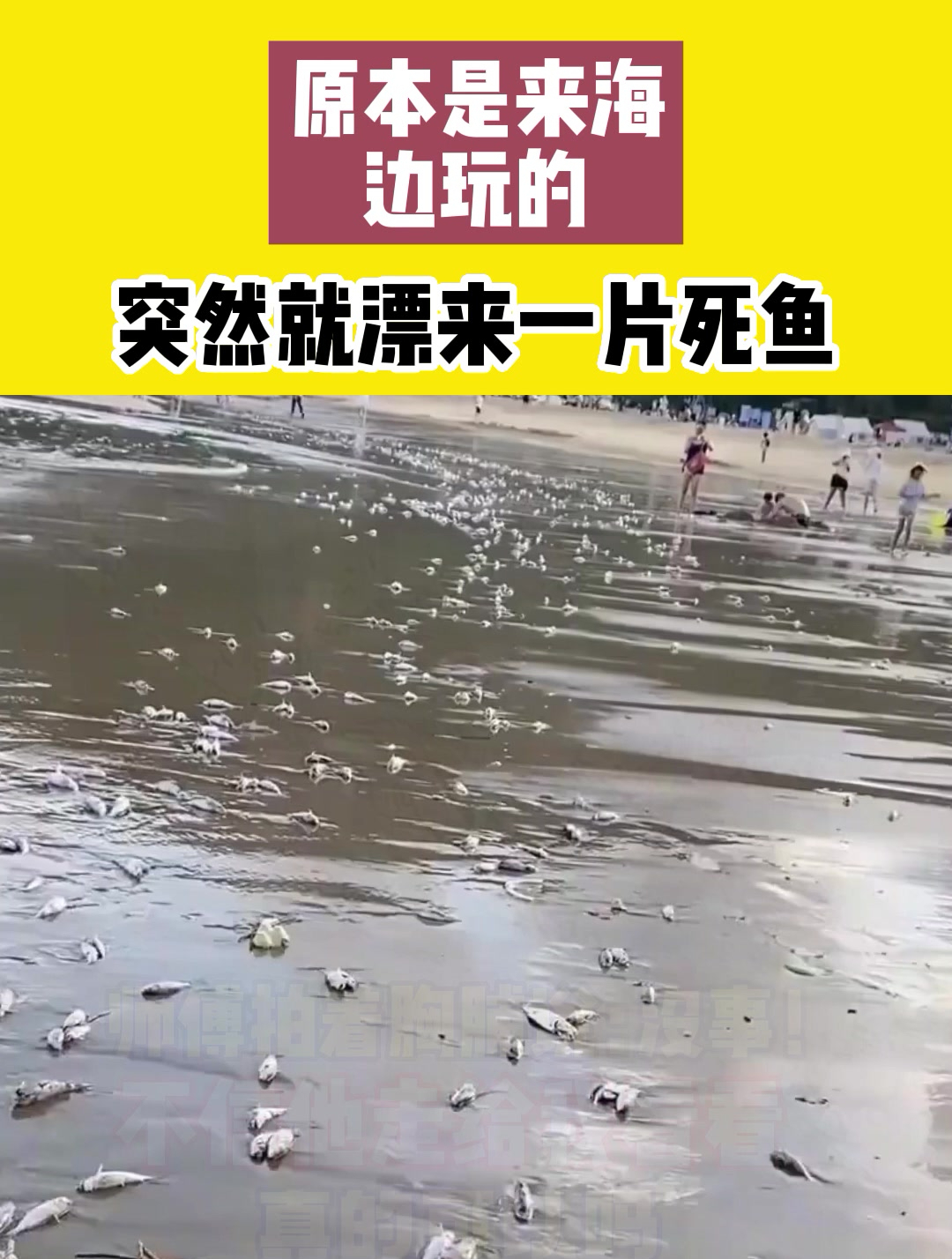又是排放核污水害得,本来是来海边玩的,突然漂来一片死鱼!
