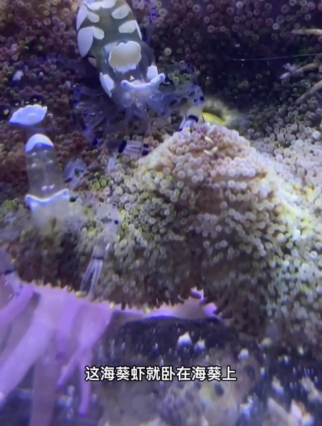 小丑鱼也太可爱了吧哈哈哈