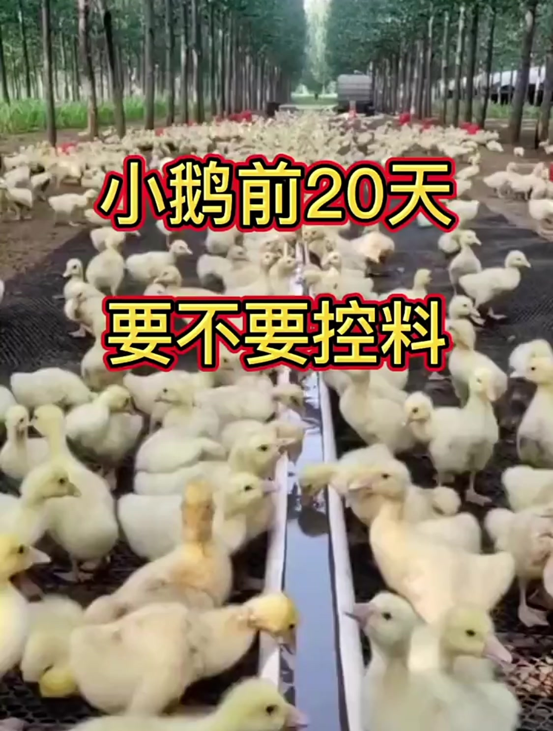 小鹅前20天要不要控料