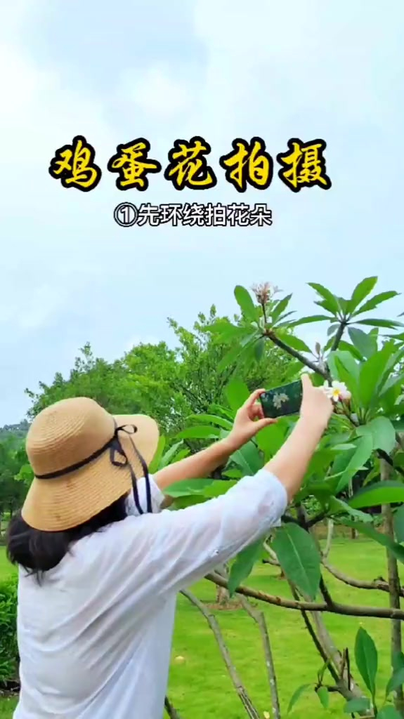 雨天这样拍鸡蛋花美了