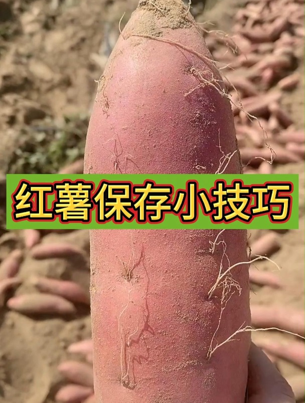 红薯该怎么保存才能不坏不变质呢