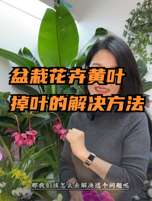 盆栽绿植掉叶黄叶,不要乱追肥了,花农教你1招,预防黄叶还养根