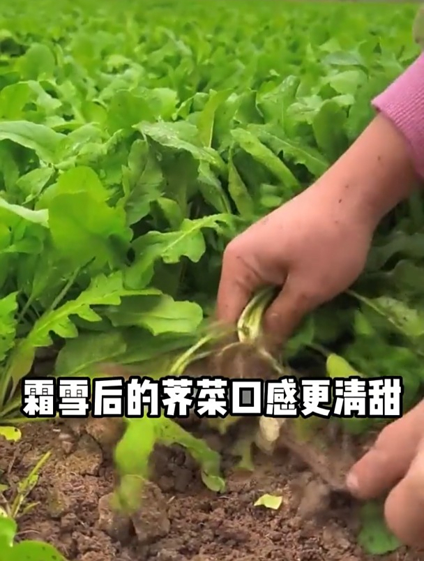 农村这种野菜,营养胜过鸡蛋,包饺子鲜香无比,很多人吃过!