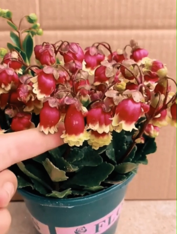 开花时像小灯笼一样可爱的植物,你见过吗?一起来认识一下吧