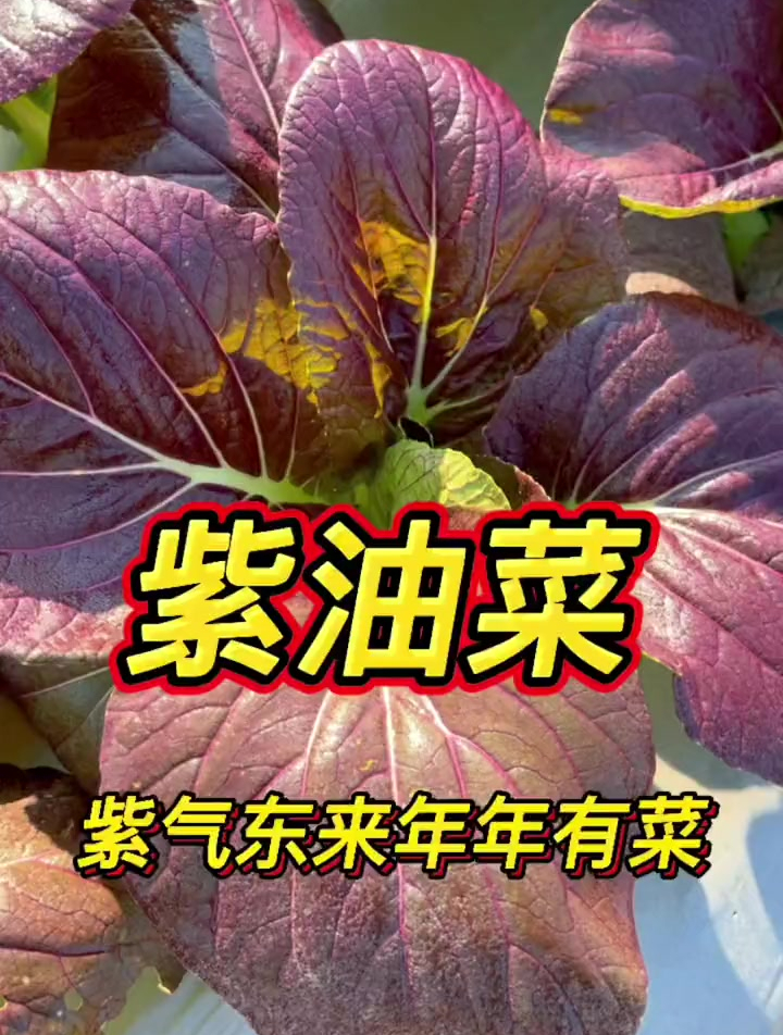紫美人油菜种植简单好管理,耐寒而且适应能力强