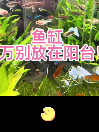 鱼缸能放在阳台吗?养鱼小白都会犯的错:鱼缸千万别放在阳台上!