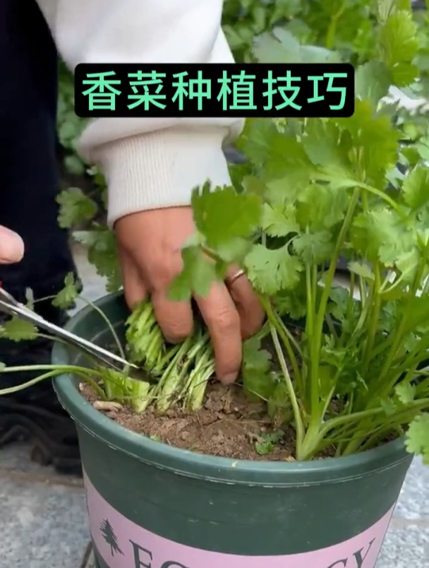 香菜什么时间播种好?香菜种子出芽慢、出芽率低如何解决