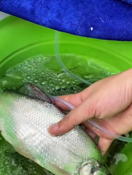 大小通吃的“虾皮串钩”,鱼一条接一条,一钓就是一大串!