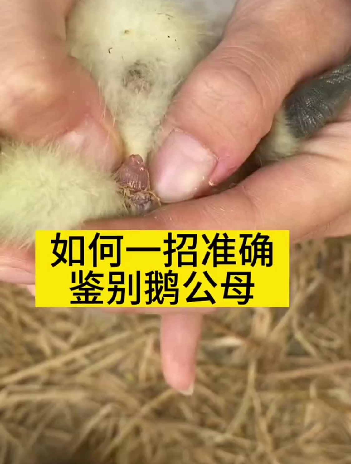 如何一招准确辨别鹅的公母