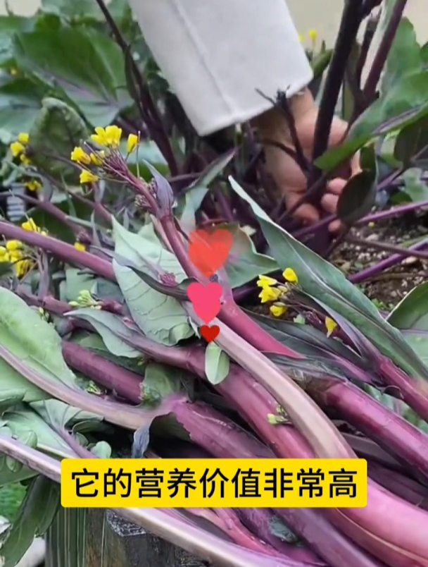 红菜苔种植正当时,播种前需要先育苗吗?