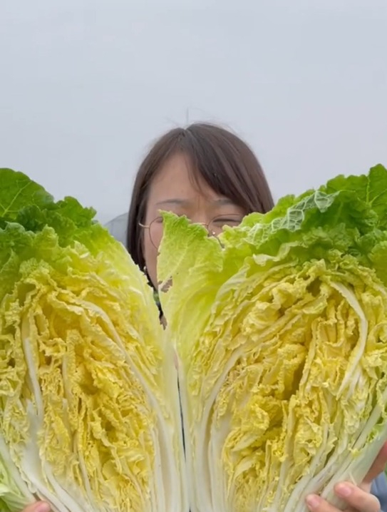 春播大白菜,农户选这个品种,定植后30天左右可收获,采收期长!