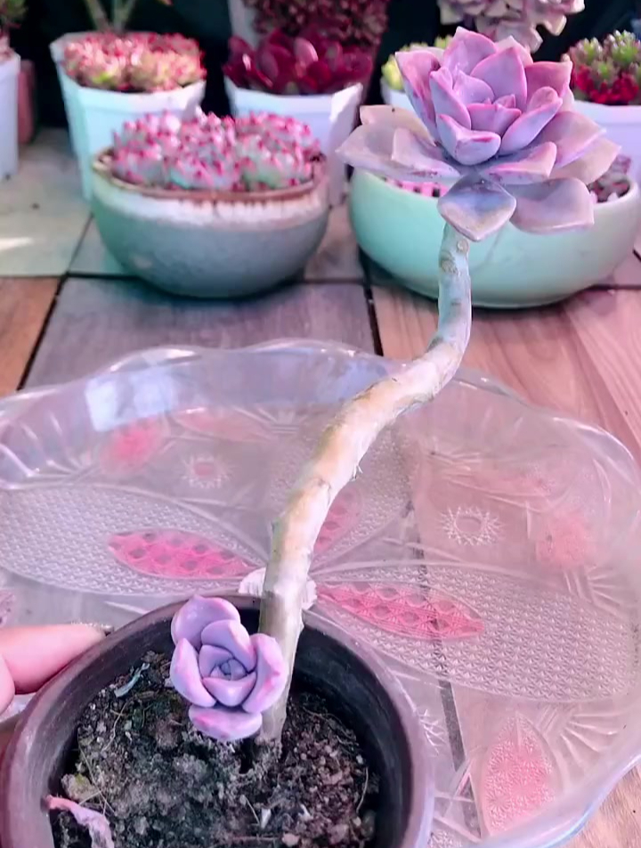 多肉植物养护小常识