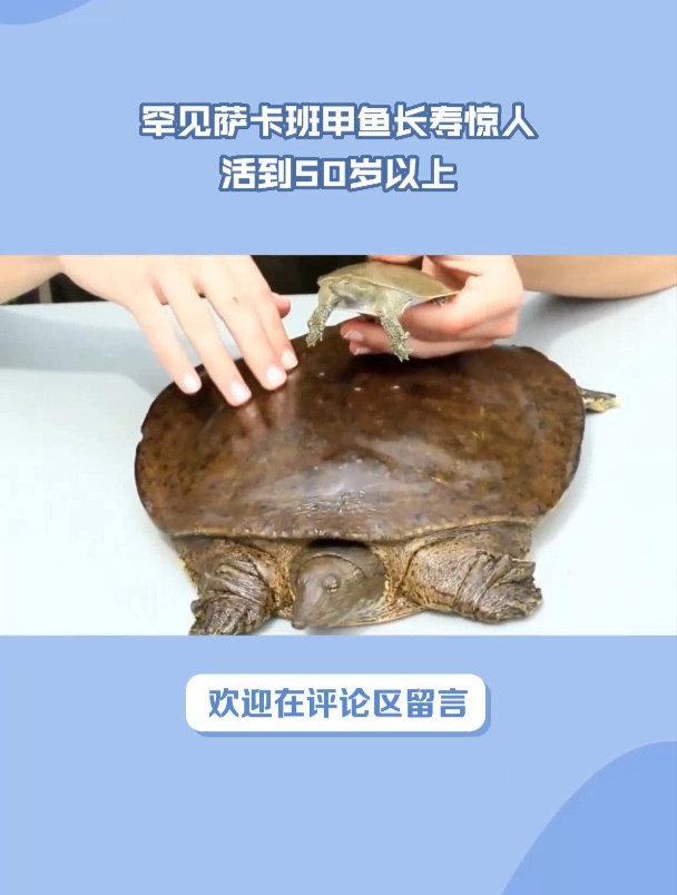 萨卡班甲鱼的寿命