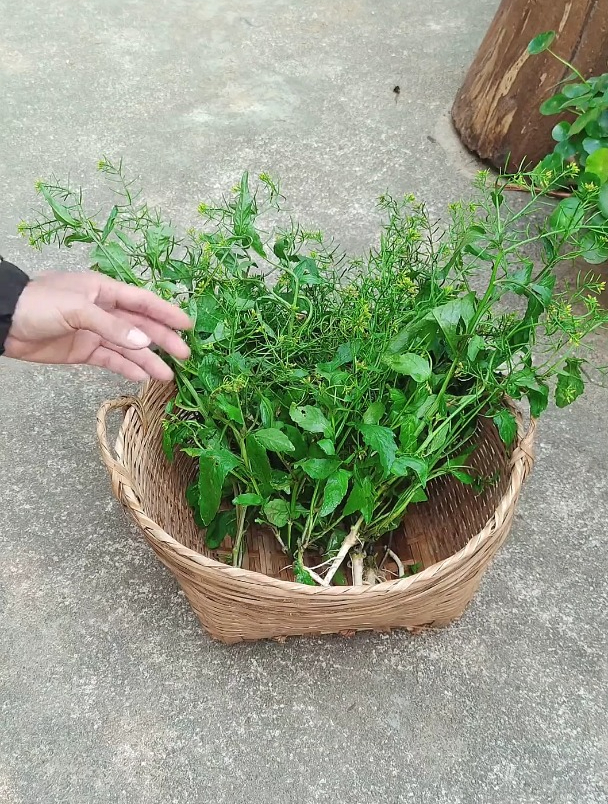 油菜你见过,那野油菜你见过吗?