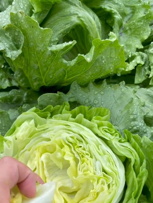 汉堡包的灵魂“结球生菜”,教你一个小妙招,一棵能结一大筐!