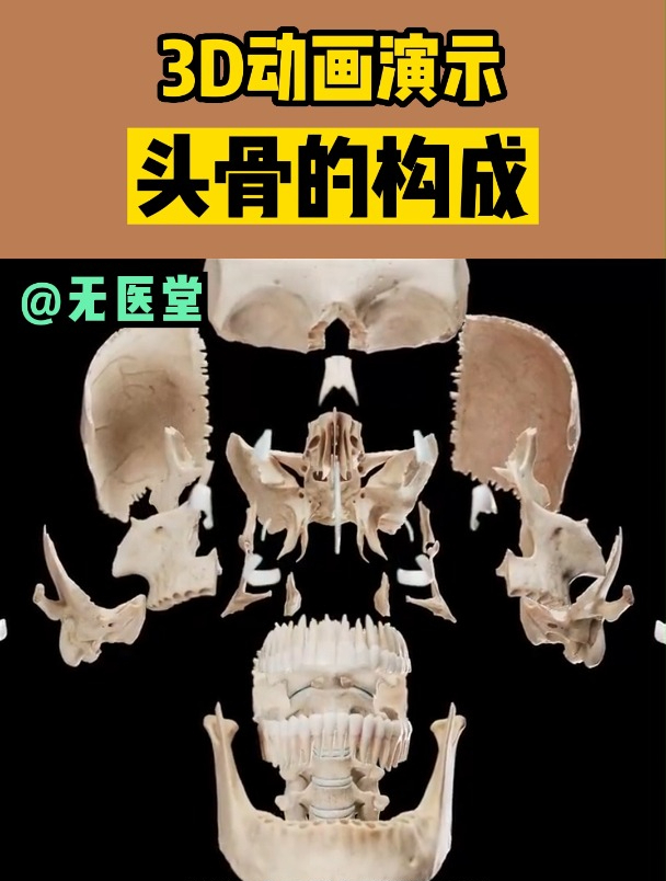 头骨的构成(3D动画演示)