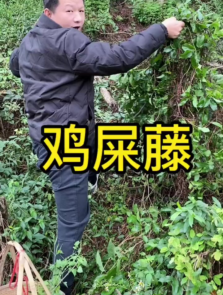 鸡屎藤你们家乡有这株植物吗、还知道其他做法吗