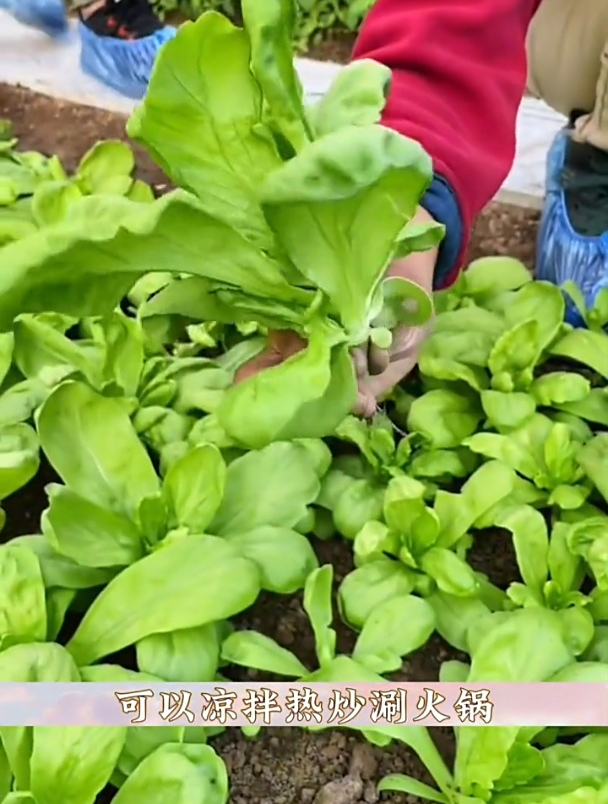 这菜被称为“皇帝菜”,营养堪比10个鸡蛋,种一次可以多茬采收!