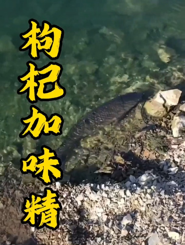 枸杞加味精,钓到手抽筋!你知道该如何调配吗?