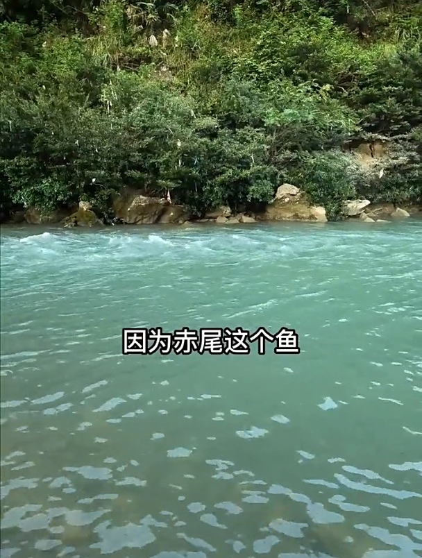 “赤尾鱼”怎么钓?三天不钓鱼走路没得力,一旦竿在手烦恼全没有