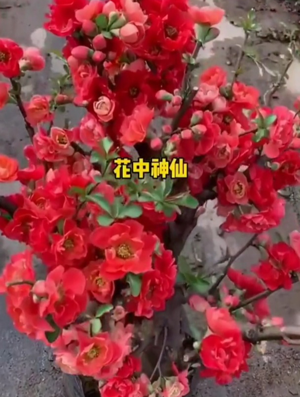 盆栽海棠花粗壮如大树,做好一点养好此种“花美人”!