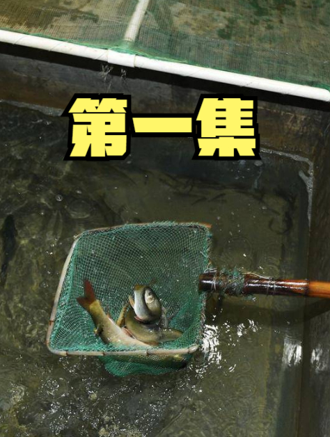 重庆老汉通过做梦,在家中挖出神奇鱼泉,竟不断冒出上千斤的鱼