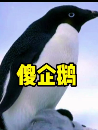 南极企鹅游了3000公里,发现方向错了!