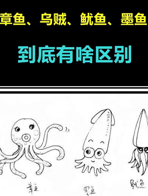 帮你解开多年疑惑,章鱼、乌贼、鱿鱼、墨鱼到底有啥区别?