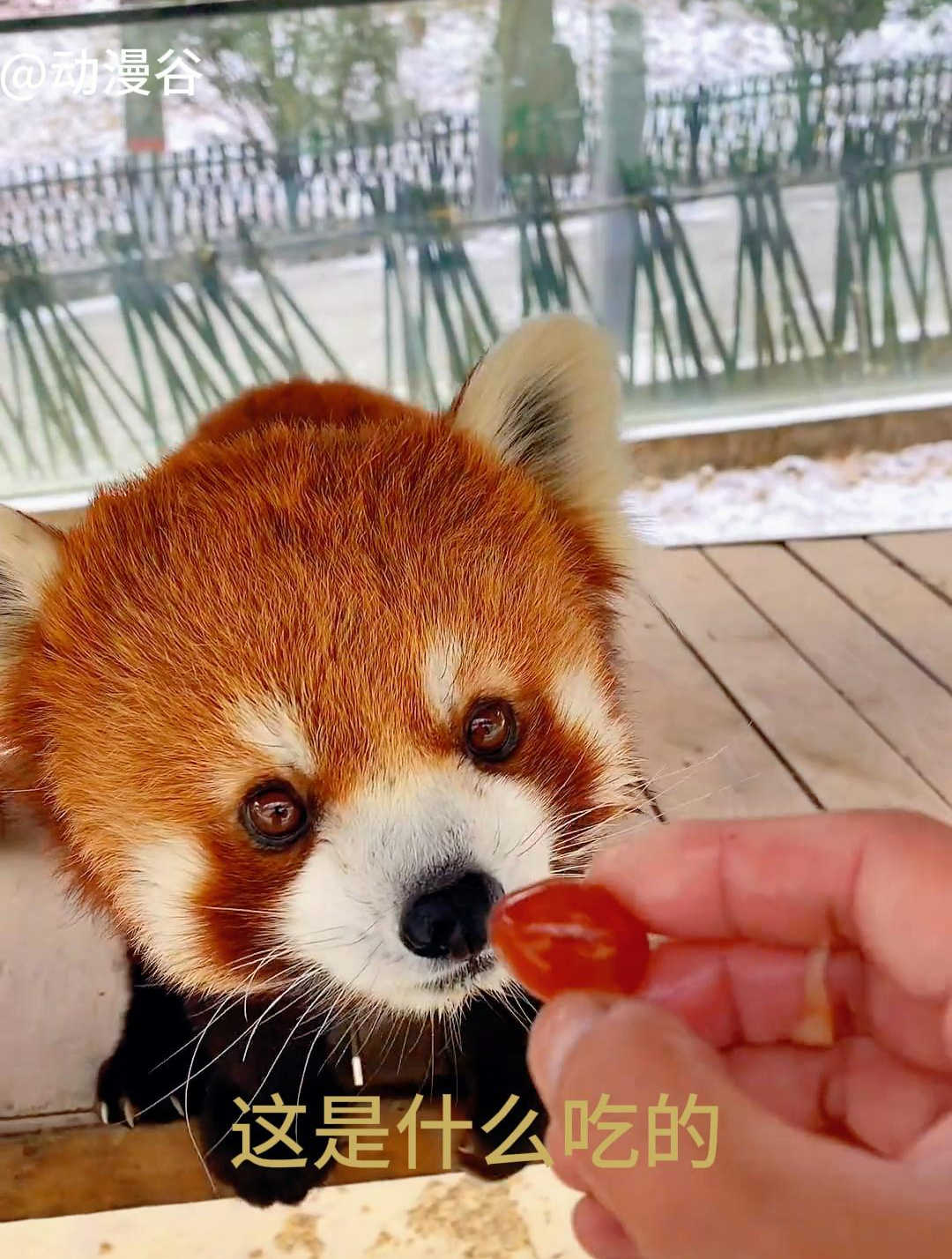 可爱贪吃的小熊猫