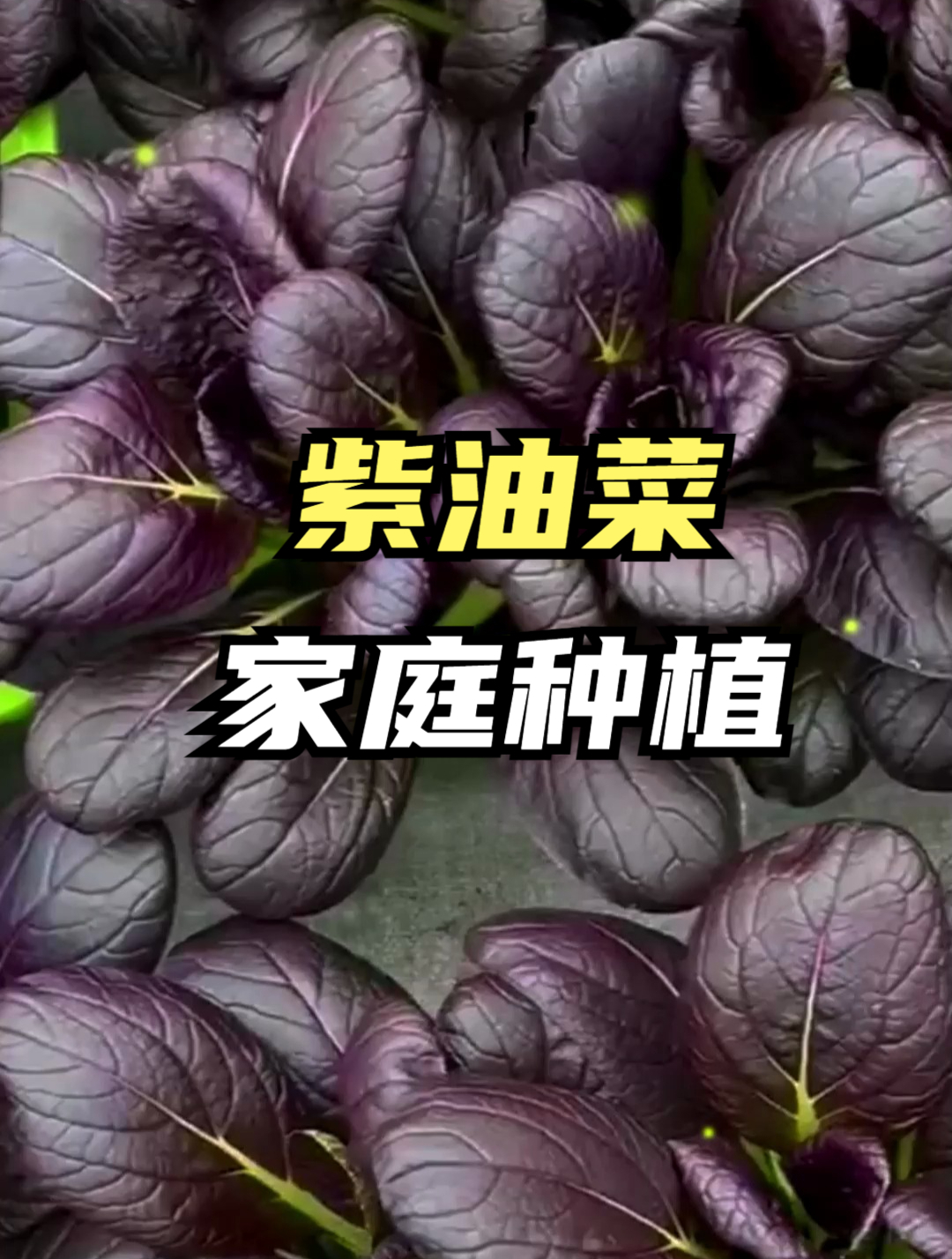 油菜中的“贵族”紫油菜,富含花青素,保卫健康还高产!