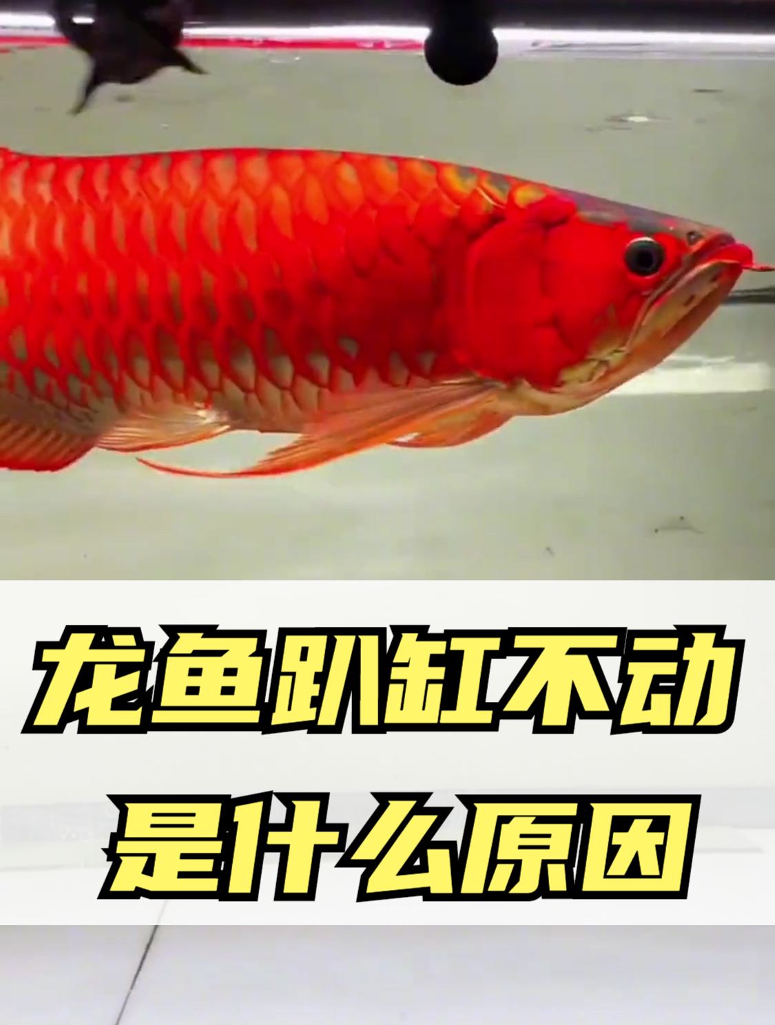 龙鱼趴缸不动是什么原因?