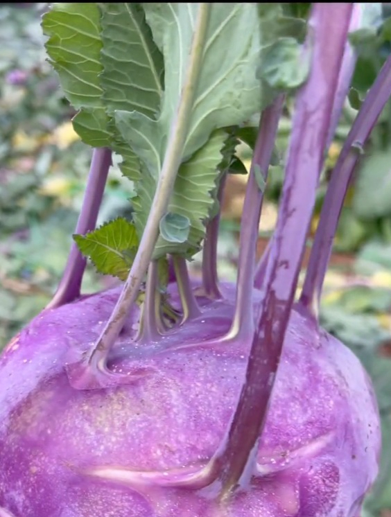 一种新鲜蔬菜“苤蓝”,生吃像萝卜,被称为“玉蔓菁”撒籽就长!