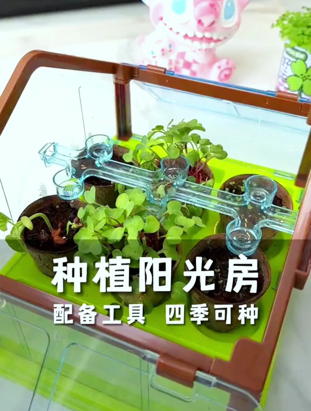 和孩子一起种菜吧,带孩子了解植物的生长过程,学会珍惜粮食