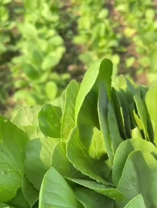 鸡毛菜是个“宝”,农村菜农说出三步种植技巧,出苗多到吃不完!