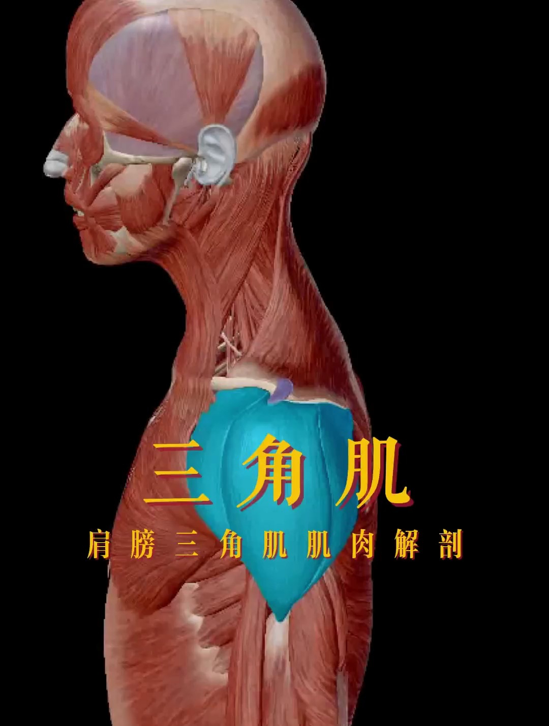 肩膀三角肌肌肉解剖